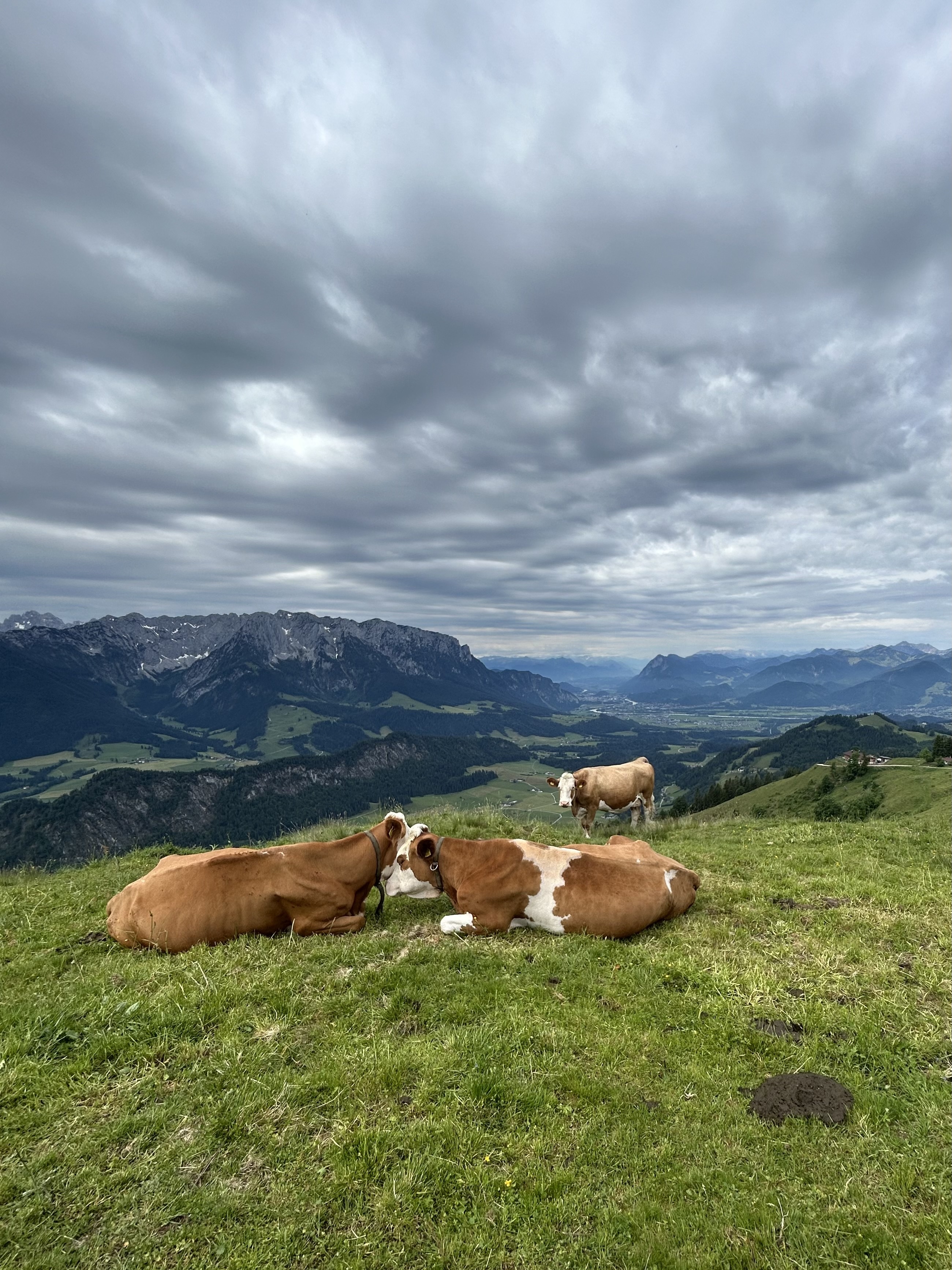 02.06.2026: Kuschelnde Kühe <3