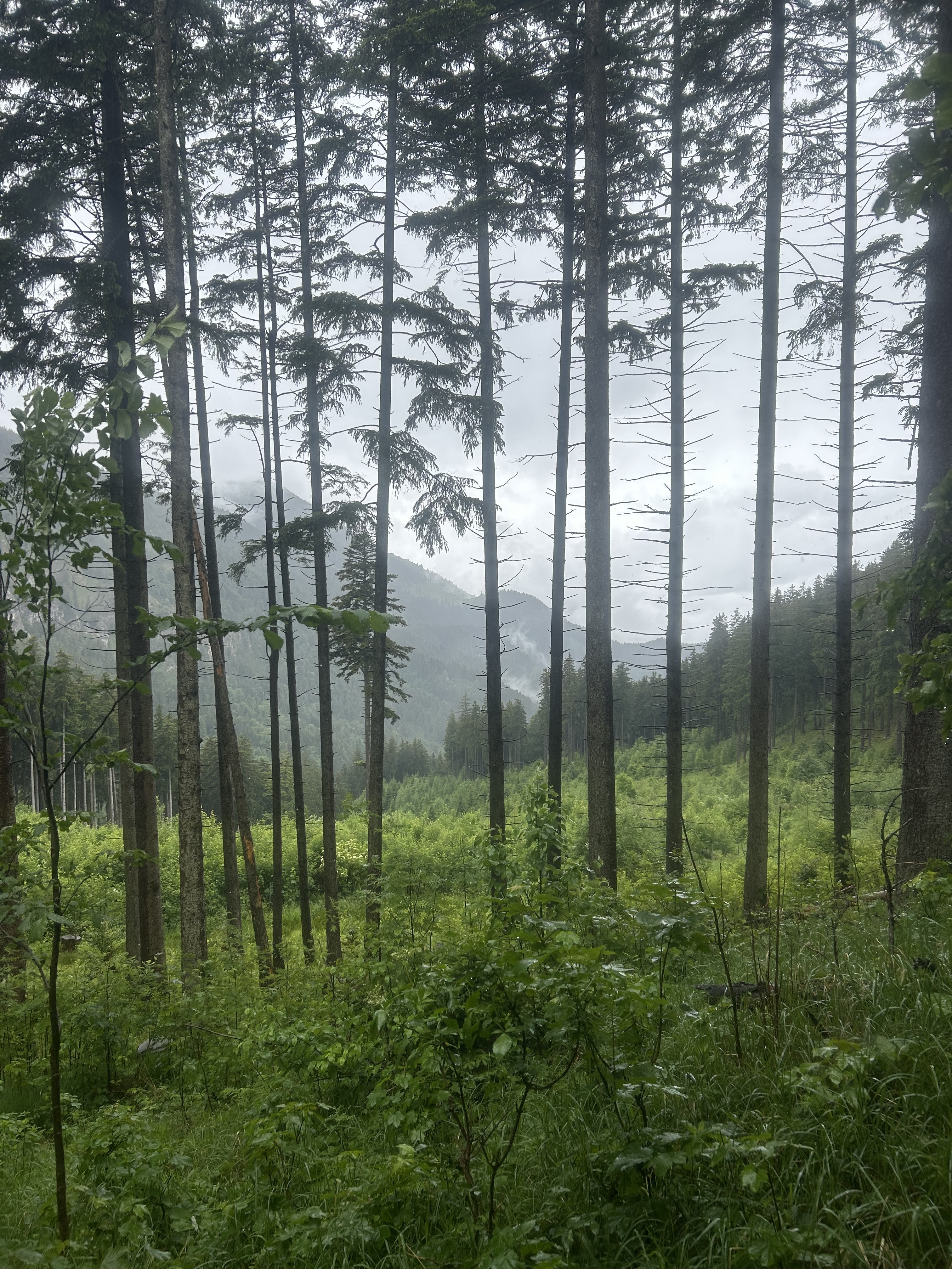 10.06.2026: Schwarzenberg